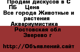 Продам дискусов в С-ПБ. › Цена ­ 3500-4500 - Все города Животные и растения » Аквариумистика   . Ростовская обл.,Зверево г.